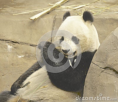 Panda Bear zoo eating bamboo relaxing Stock Photo