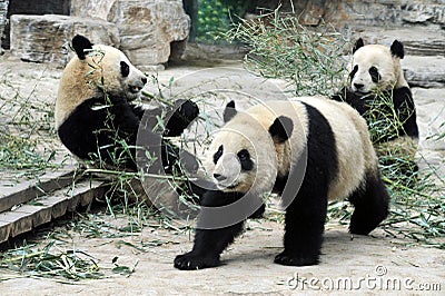 Panda Bears in Beijing China Stock Photo