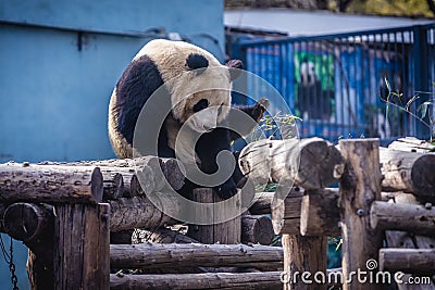 Panda in Beijing Editorial Stock Photo