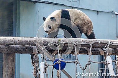 Panda in Beijing Stock Photo