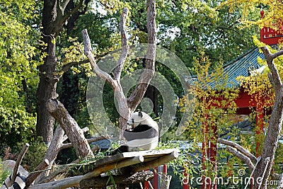 Panda in Berlin Zoo Editorial Stock Photo