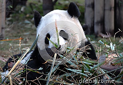 Panda at Chengdu Panda Reserve Chengdu Research Base of Giant Panda Breeding in Sichuan, China. Stock Photo