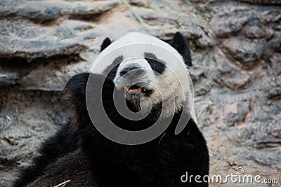Panda eating bamboo, Chiang Mai zoo Stock Photo