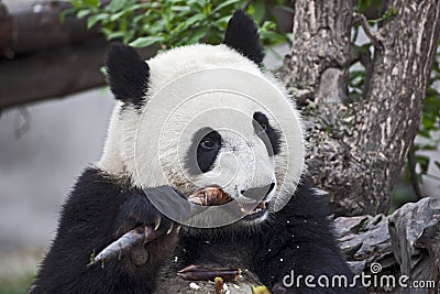 Panda Eating a Bamboo Shoot Stock Photo