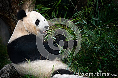 Panda eating bamboo. Wildlife scene from China nature. Portrait of Giant Panda feeding bamboo tree in forest. habitat. Cute black Stock Photo