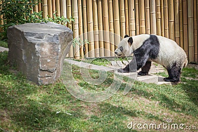 Panda enclosure at the Toronto Zoo, enjoy the sun on the rocks Stock Photo