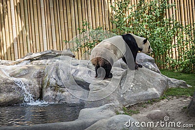 Panda enclosure at the Toronto Zoo, enjoy the sun on the rocks Stock Photo