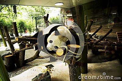 Panda having a sleep on a platform in its enclosure Stock Photo