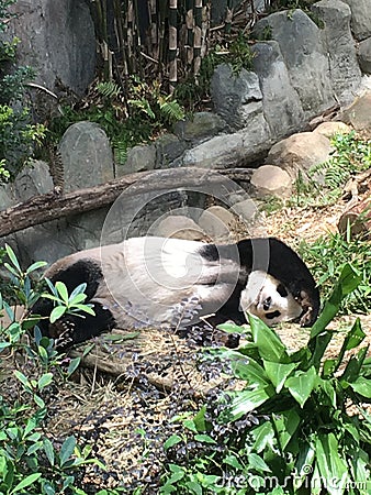 Panda lazing under the Sun Stock Photo