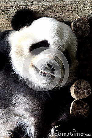 Panda `Liang Liang` is taking a nap Stock Photo