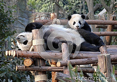 Panda mother and cub at Chengdu Panda Reserve Chengdu Research Base of Giant Panda Breeding in Sichuan, China. Stock Photo