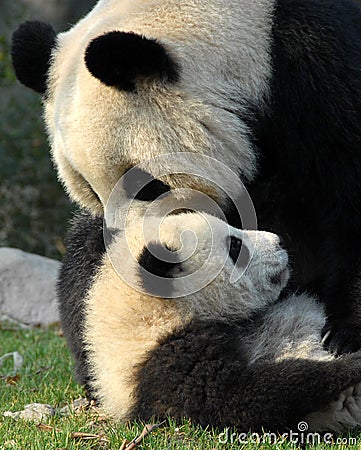 Panda mother and cub at Chengdu Panda Reserve Chengdu Research Base of Giant Panda Breeding in Sichuan, China. Stock Photo