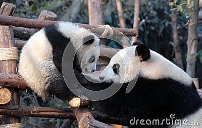 Panda mother and cub at Chengdu Panda Reserve Chengdu Research Base of Giant Panda Breeding in Sichuan, China. Stock Photo