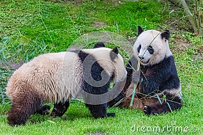 Panda, the mother and its young Stock Photo