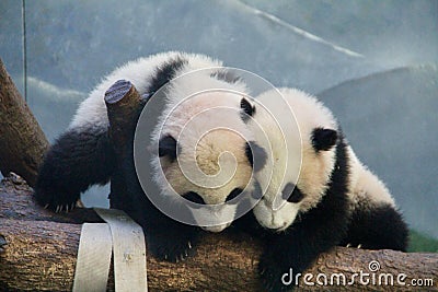 Panda Play Stock Photo