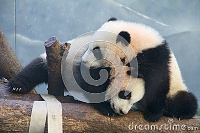 Panda Play Stock Photo