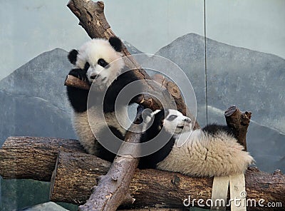 Panda Play Stock Photo