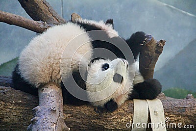 Panda Play Stock Photo