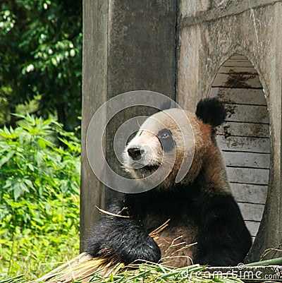 Panda in protection and research base of yaan,bifengxia,china Stock Photo