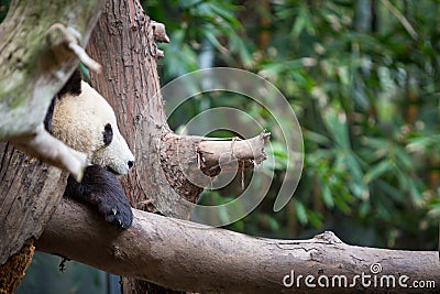 A Panda resting on a tree Stock Photo