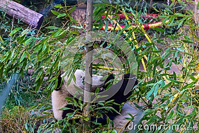 Panda in SchÃ¶nbrunn-zoo, Vienna Stock Photo