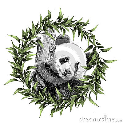 Panda sketch vector graphics Vector Illustration