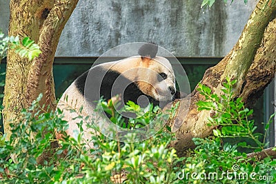 Panda sleeping in fork of tree, Chengdu Stock Photo