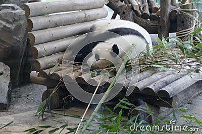 Panda sleeping zoo Berlin Editorial Stock Photo