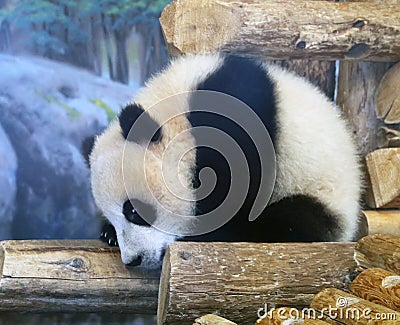 Panda At Toronto Zoo Stock Photo