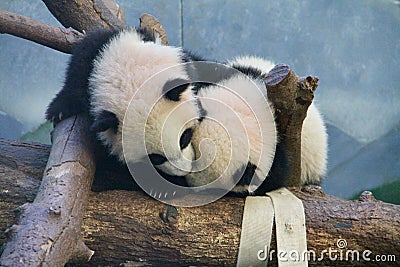 Panda Play Stock Photo