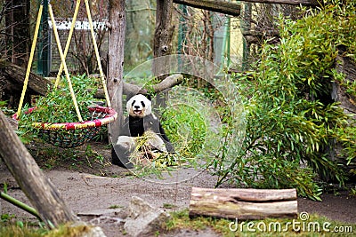 Panda in Vienna Schonbrunn Zoo. Stock Photo