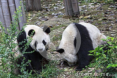Panda at the zoo in Chengdu, China Stock Photo