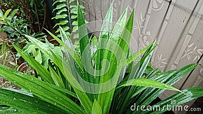 Pandan green leaves with dew drops, daun pandan hujan, wet leaf rain drop Stock Photo