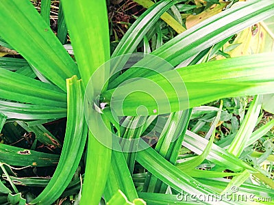 Pandan green plant that smells good Stock Photo