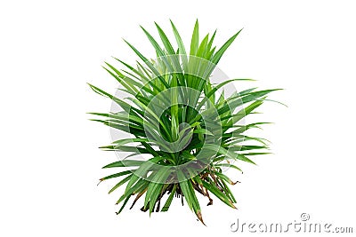 Pandan leaves or Pandanus amaryllifolius is a tropical plant Stock Photo