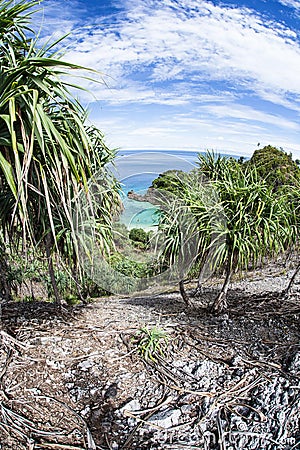 Pandanas Trees on Tropical Limestone Island Stock Photo