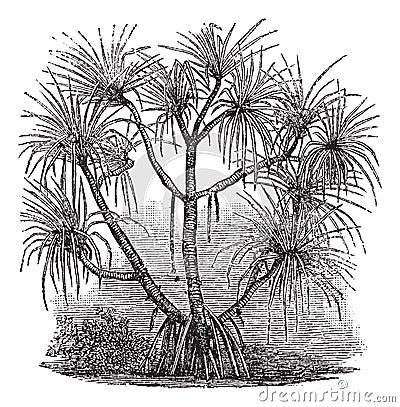 Pandanus candelabrum vintage engraving Vector Illustration