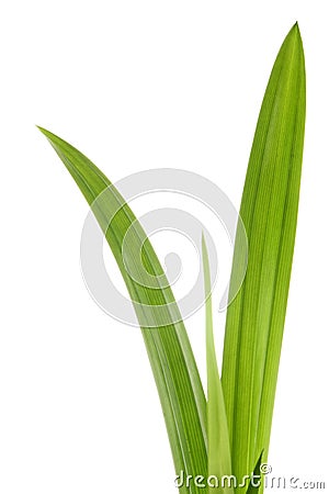 Pandanus leaf Stock Photo