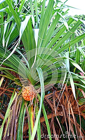 Pandanus Odorifer - Kewda or Umbrella Tree with Leaves and Ripe Fruit - Pine - Tropical Plant of Andaman Nicobar Islands Stock Photo