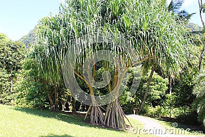 Pandanus tectorius, hala Stock Photo