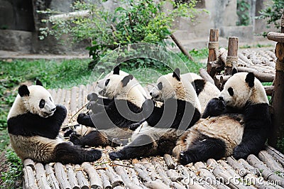 Pandas eating bamboo Stock Photo