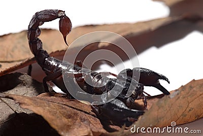 Emperor scorpion over dried leaves Stock Photo