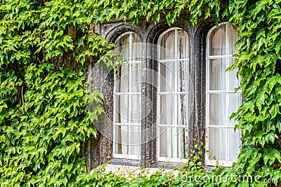Pane glass windows surrounded by ivy Stock Photo