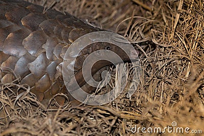 Pangolin Stock Photo