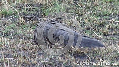 Pangolin in Kenia Pangolin in Kenia