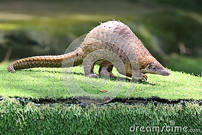 A pangolin is looking for food on the ground covered with grass. Stock Photo