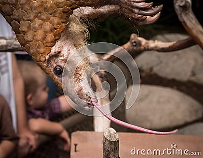 Pangolin Tongue Stock Photo