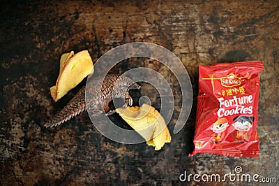 Pangolins are thought to have transmitted the Corona virus COVID-19 to humans from the infected bats in the wet markets of China Editorial Stock Photo