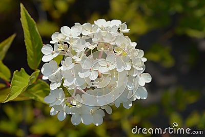 Paniculate hydrangea Vanille Fraise Stock Photo