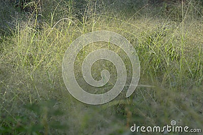 Panicum capillare plants that are dense and exposed to dew drops in the morning Stock Photo